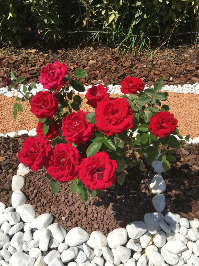 La Rosa Del Lago Bracciano  Buitenkant foto